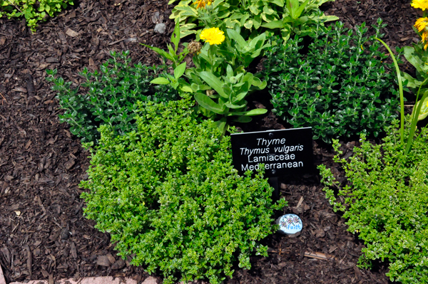 thyme